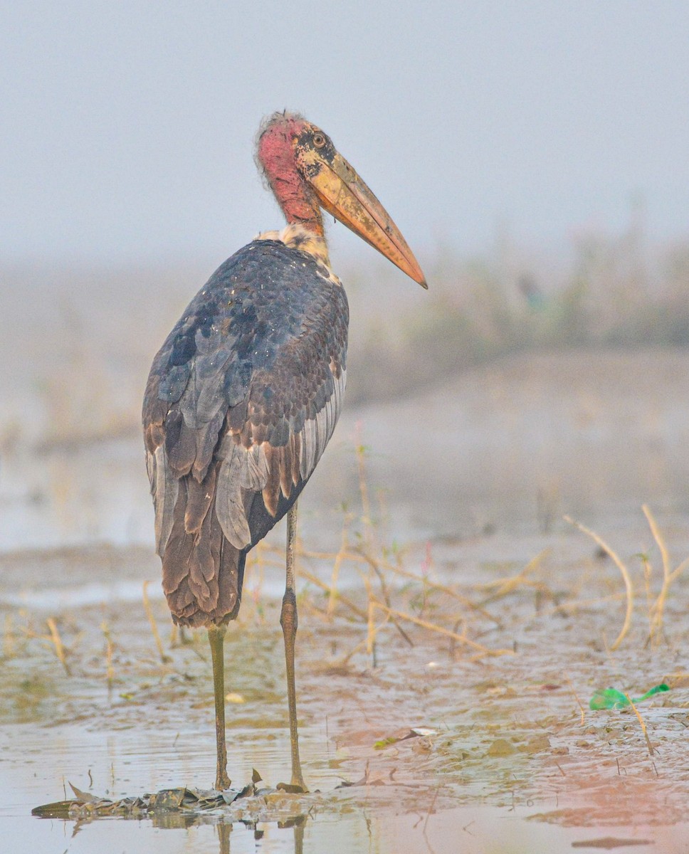 Индийский марабу - ML646352056