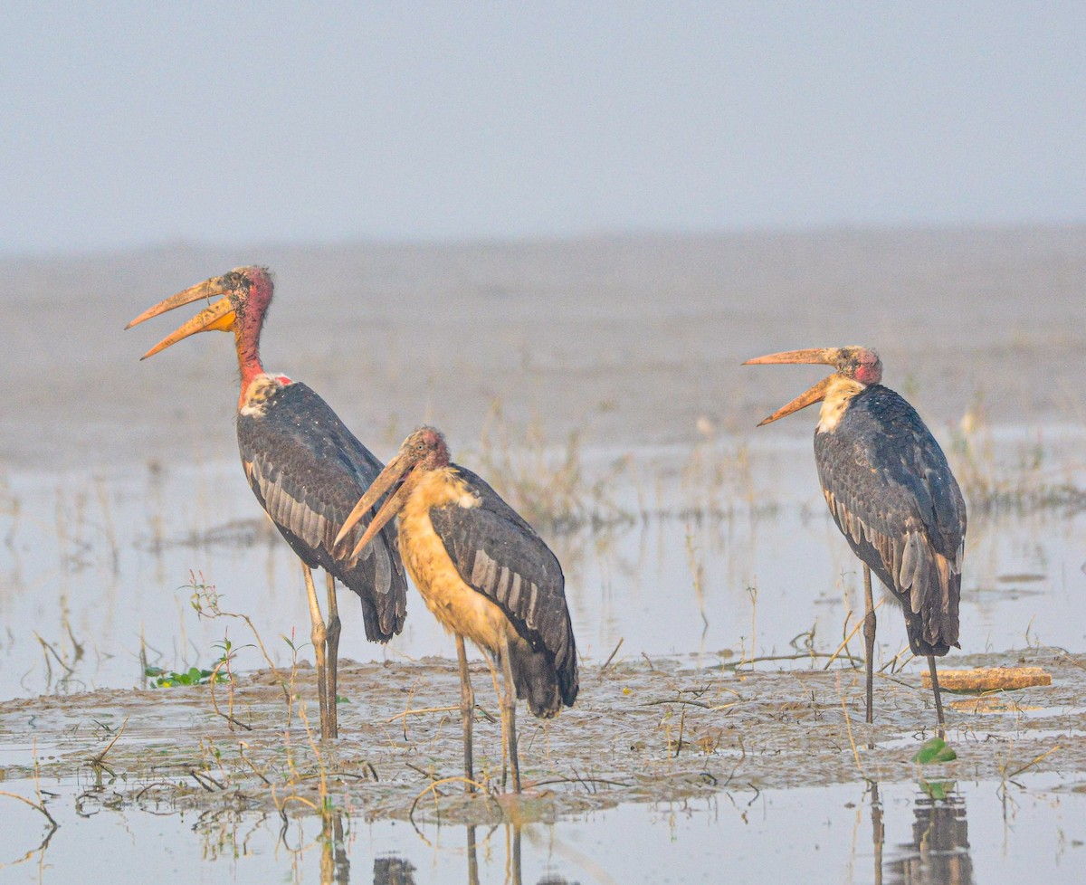 Индийский марабу - ML646352057