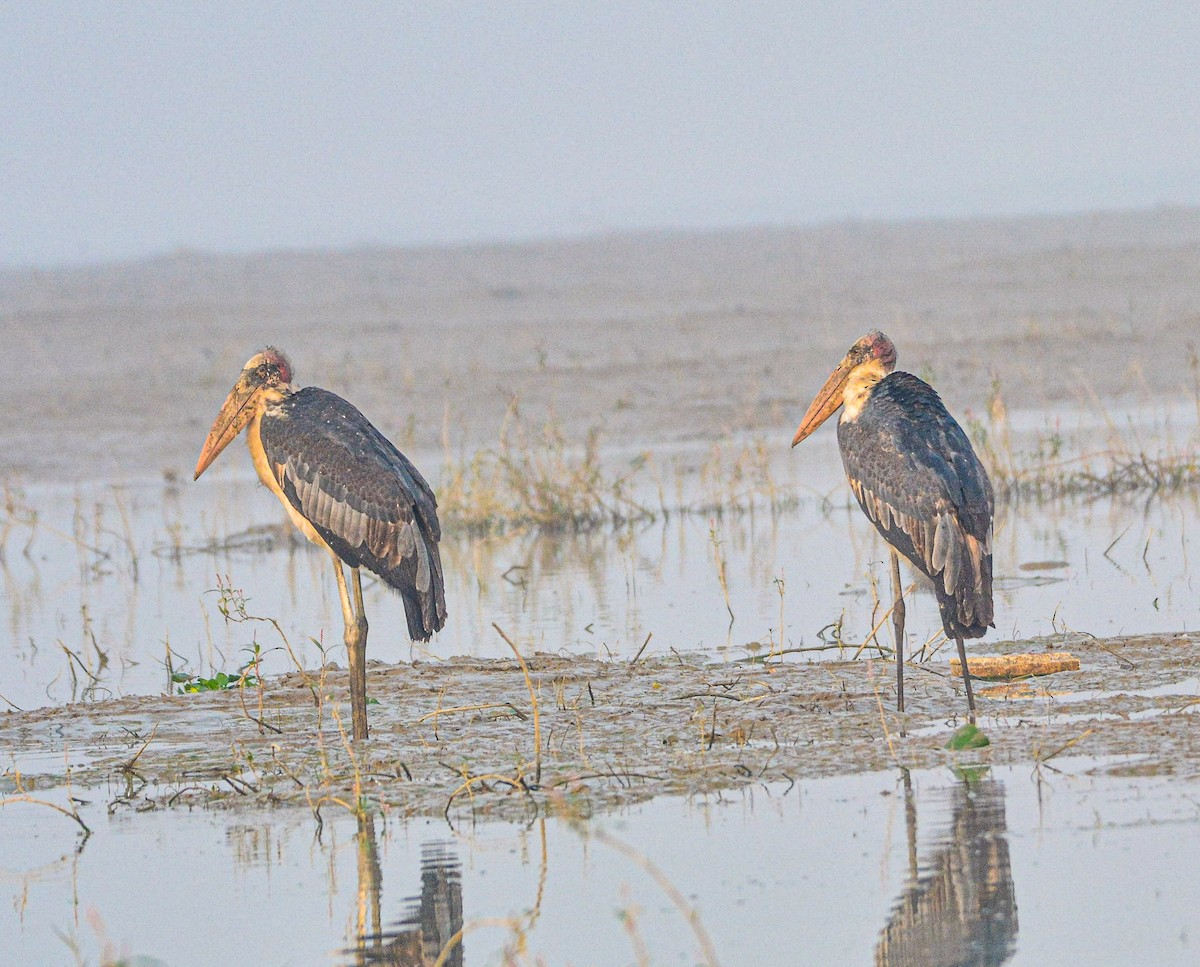 Greater Adjutant - ML646352058