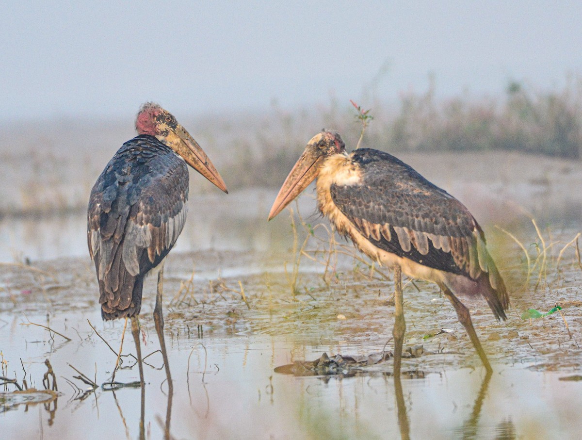 Greater Adjutant - ML646352059