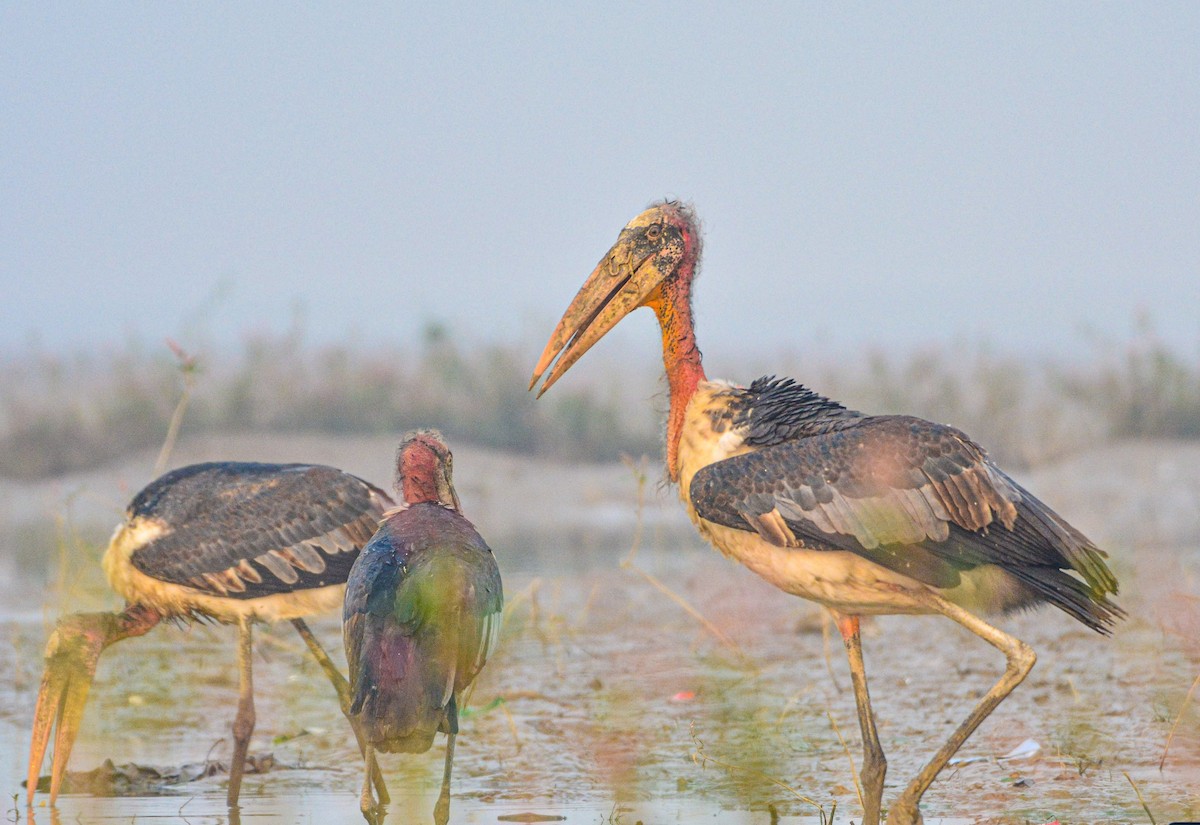 Greater Adjutant - ML646352061