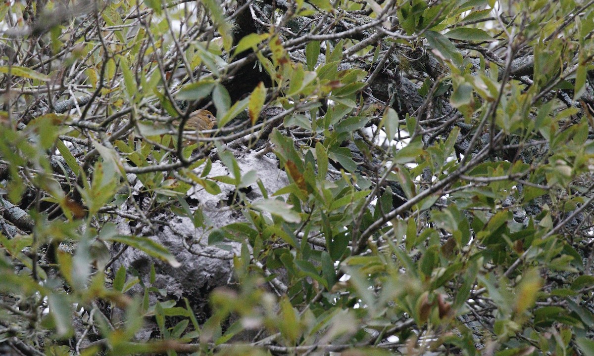 Summer Tanager - ML646352062