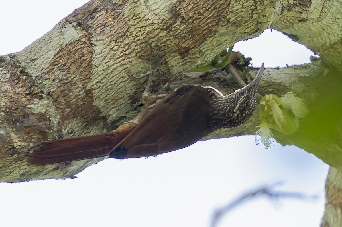 Duida Woodcreeper - ML646352063