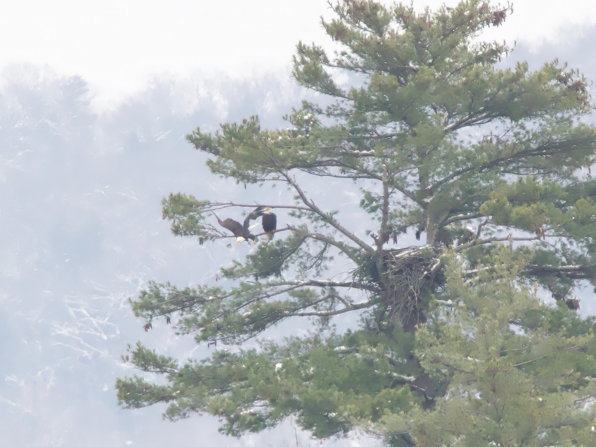 Bald Eagle - ML646352064