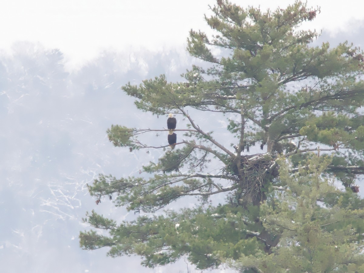 Bald Eagle - ML646352065