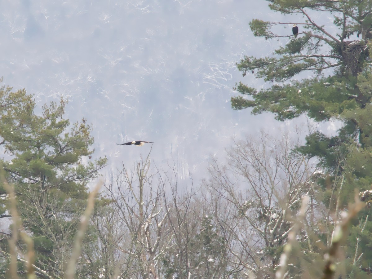 Bald Eagle - ML646352066