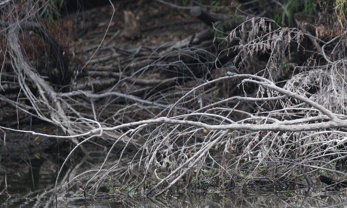 Black Phoebe - ML646352068