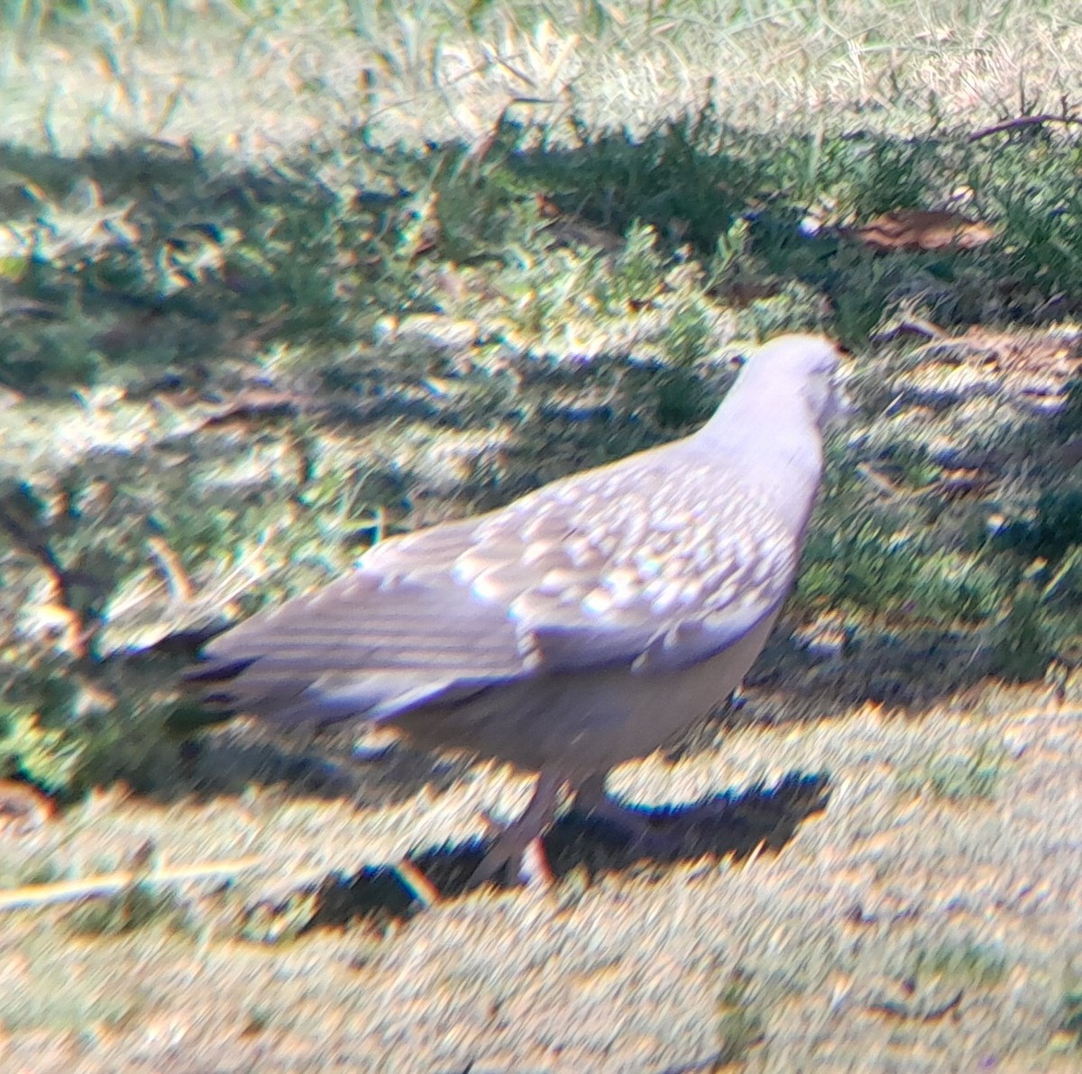 Spot-winged Pigeon - ML646352069