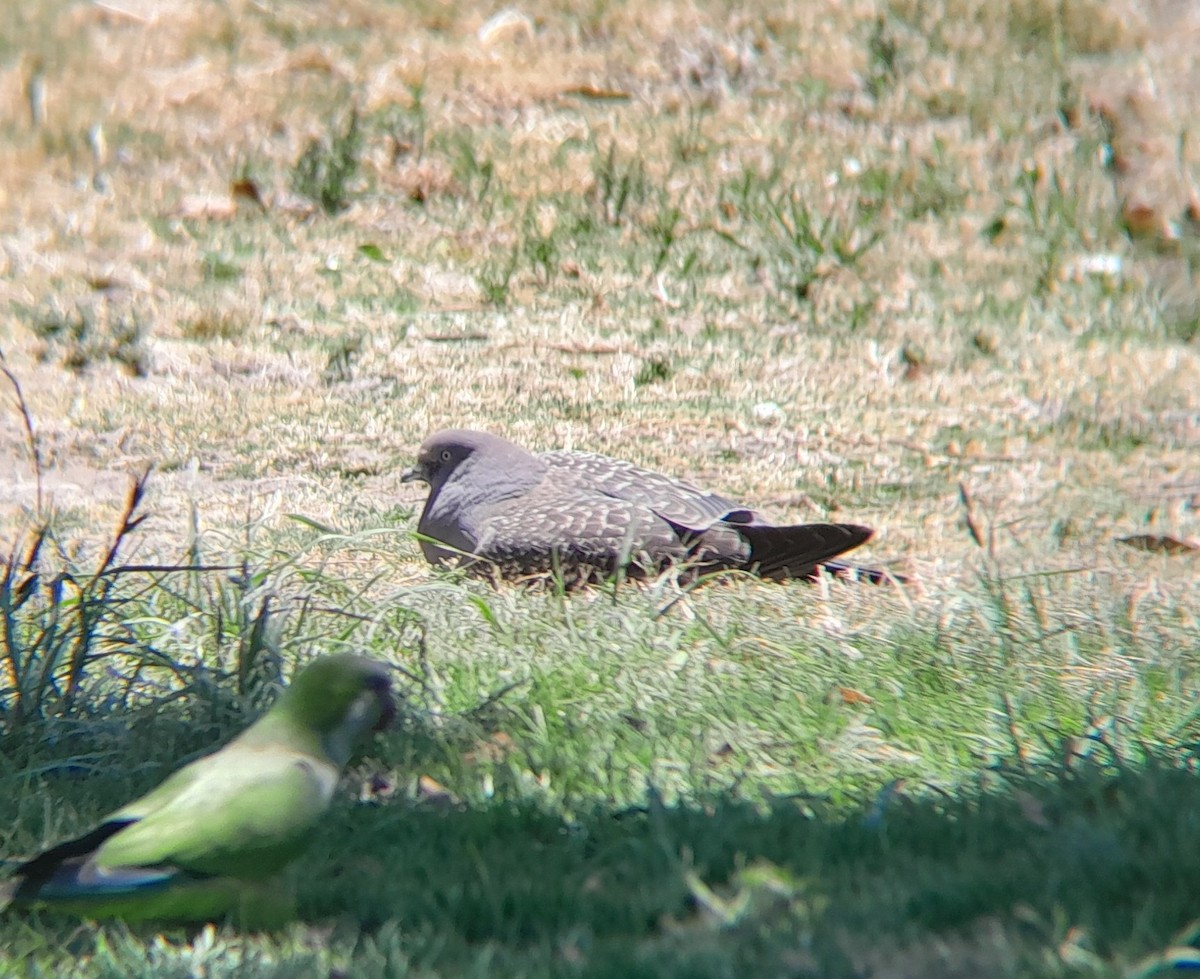 Spot-winged Pigeon - ML646352070
