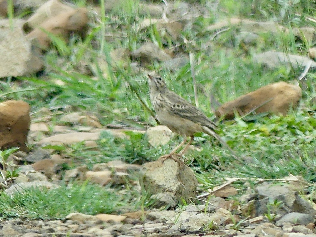 Nicholson's Pipit - ML646352072