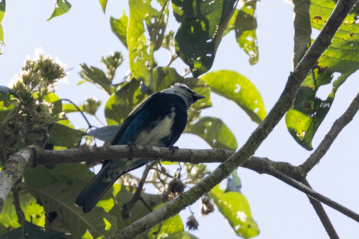 Masked Tanager - ML646352074