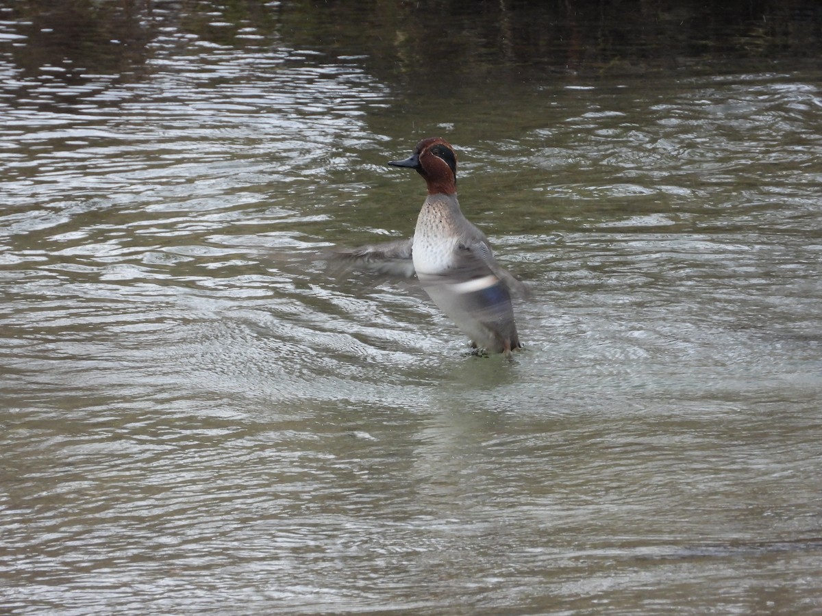 小水鴨 - ML646352075
