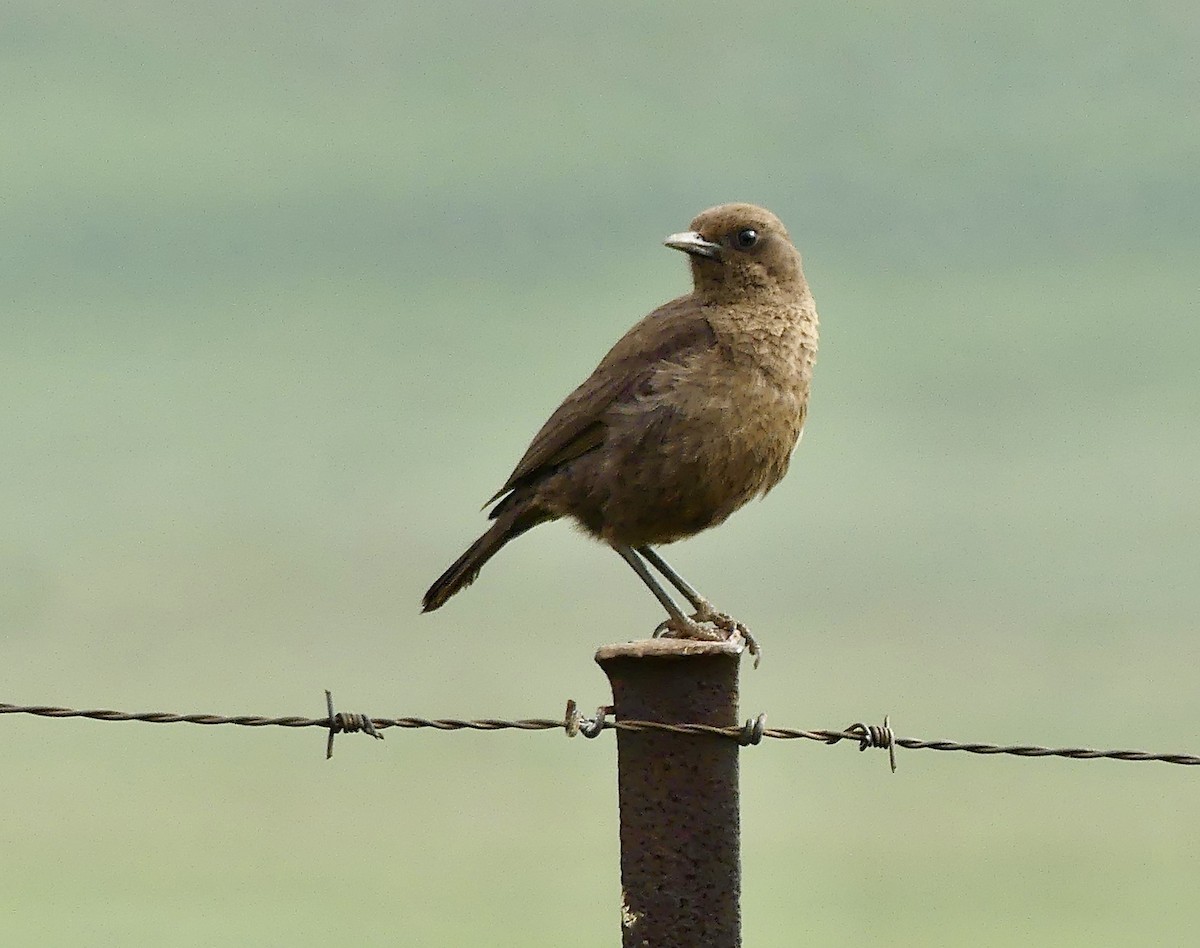 Southern Anteater-Chat - ML646352077