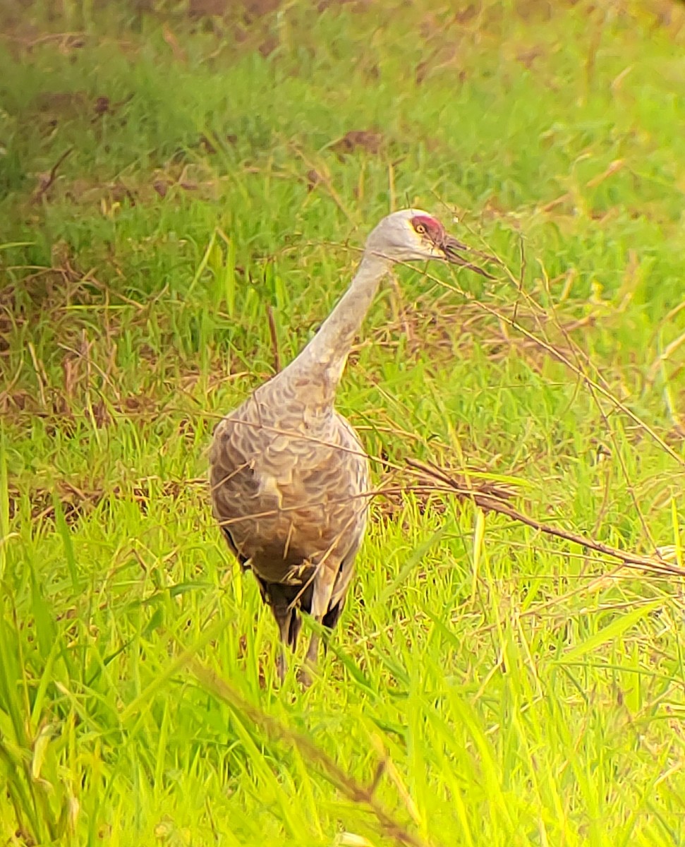 Sandhill Crane - ML646352078