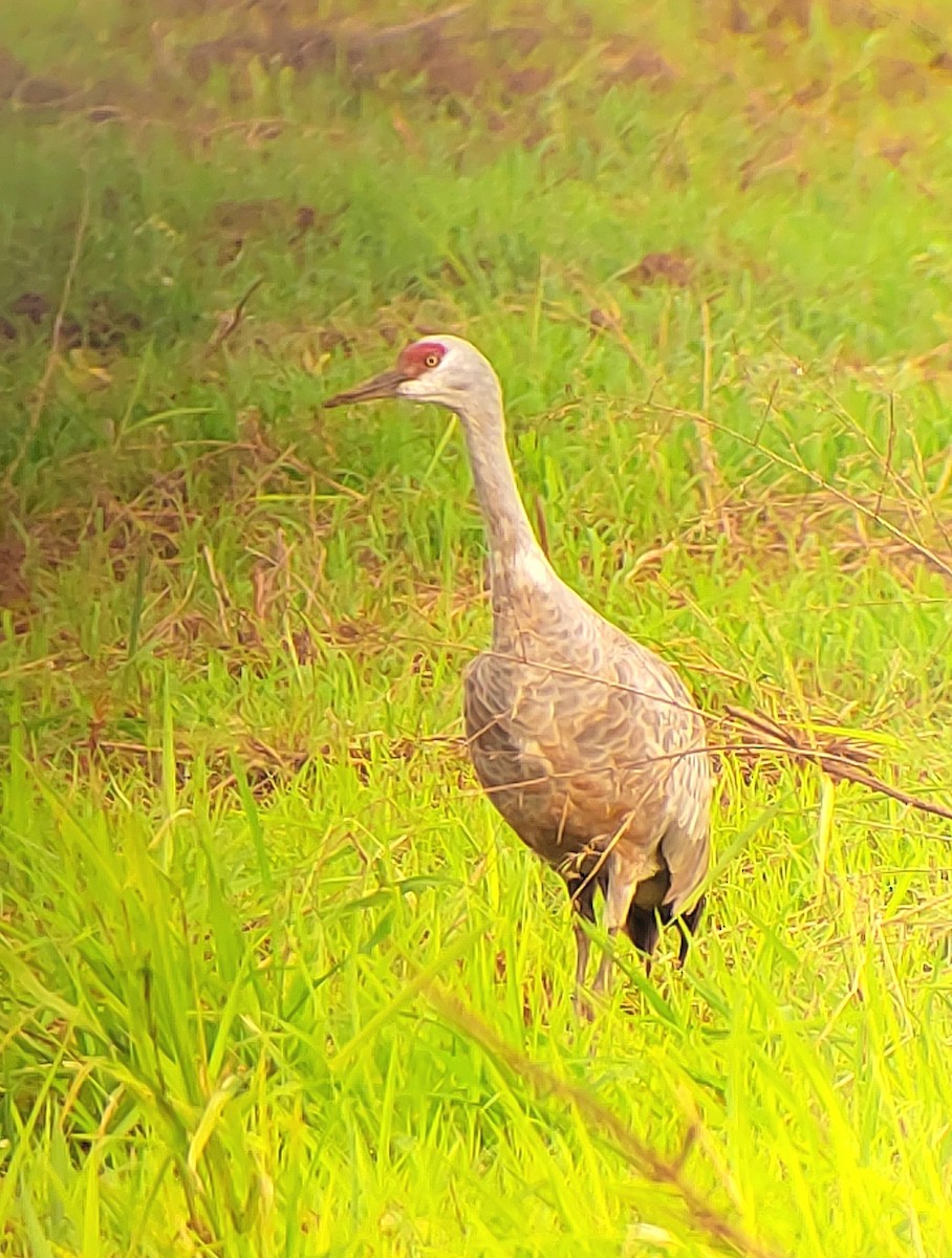 Sandhill Crane - ML646352079