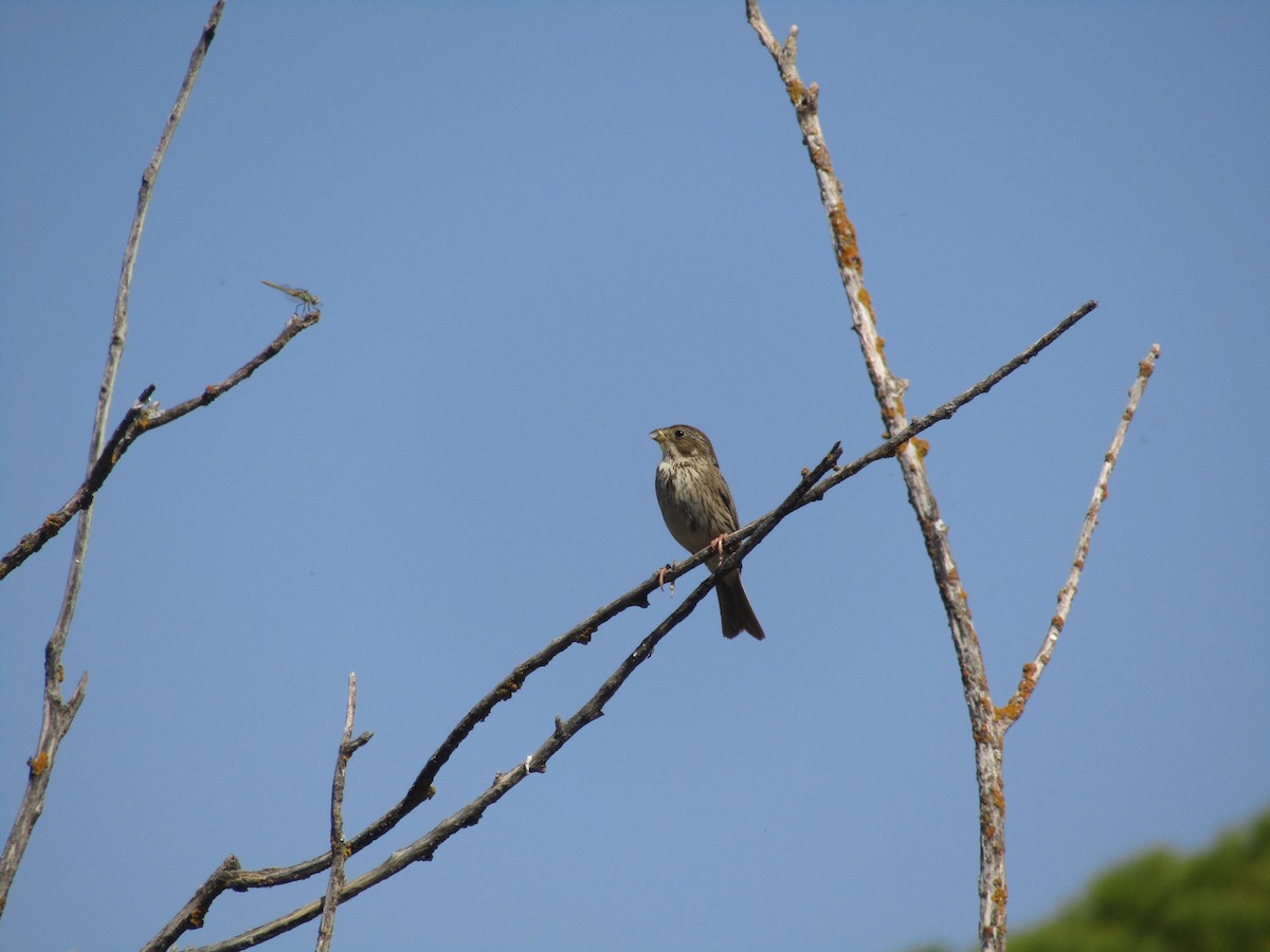Corn Bunting - ML646352081