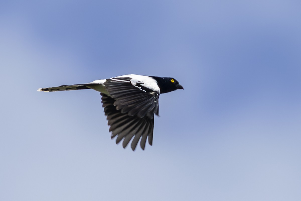 Magpie Tanager - ML646352082