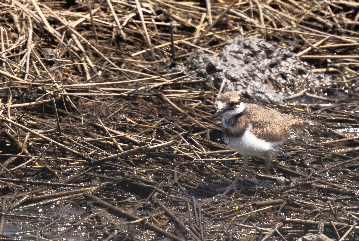 Killdeer - ML646352084