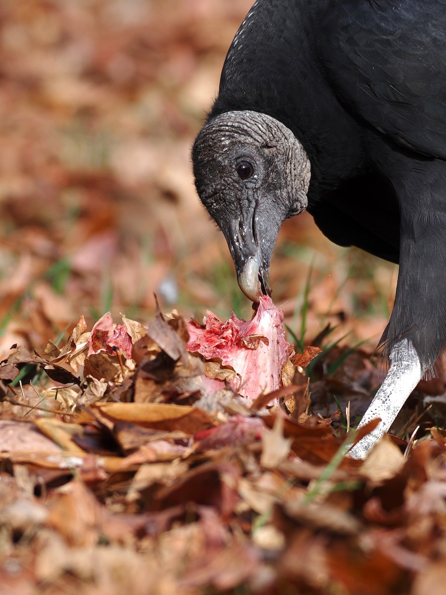 Black Vulture - ML646352085
