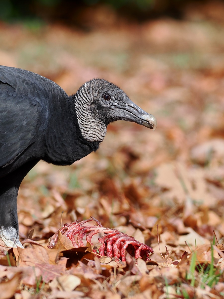 Black Vulture - ML646352086
