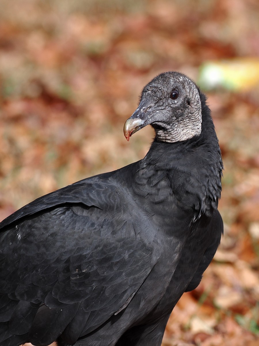 Black Vulture - ML646352087