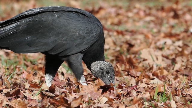 Black Vulture - ML646352088