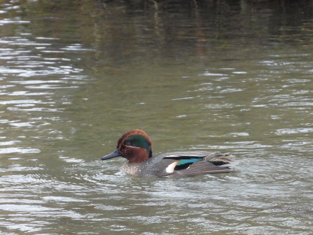 小水鴨 - ML646352089