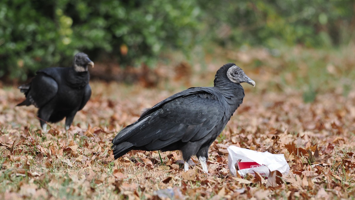 Black Vulture - ML646352090