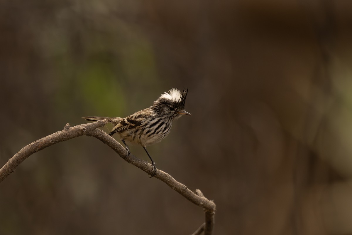 Pied-crested Tit-Tyrant - ML646352091