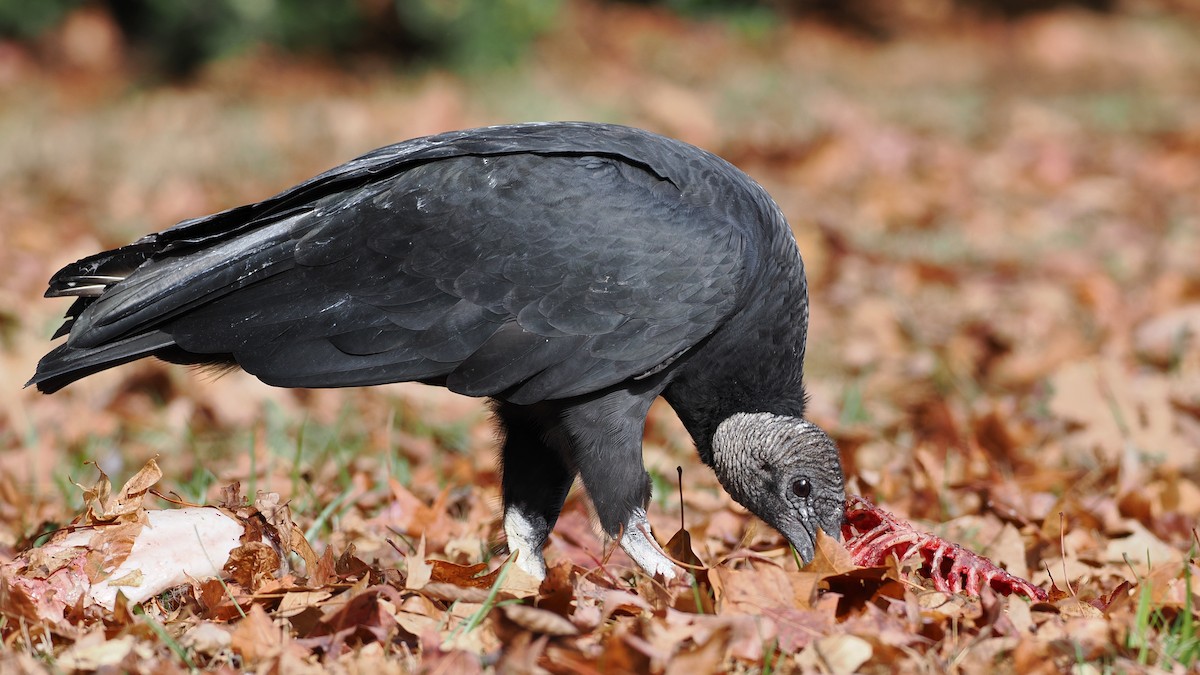 Black Vulture - ML646352092