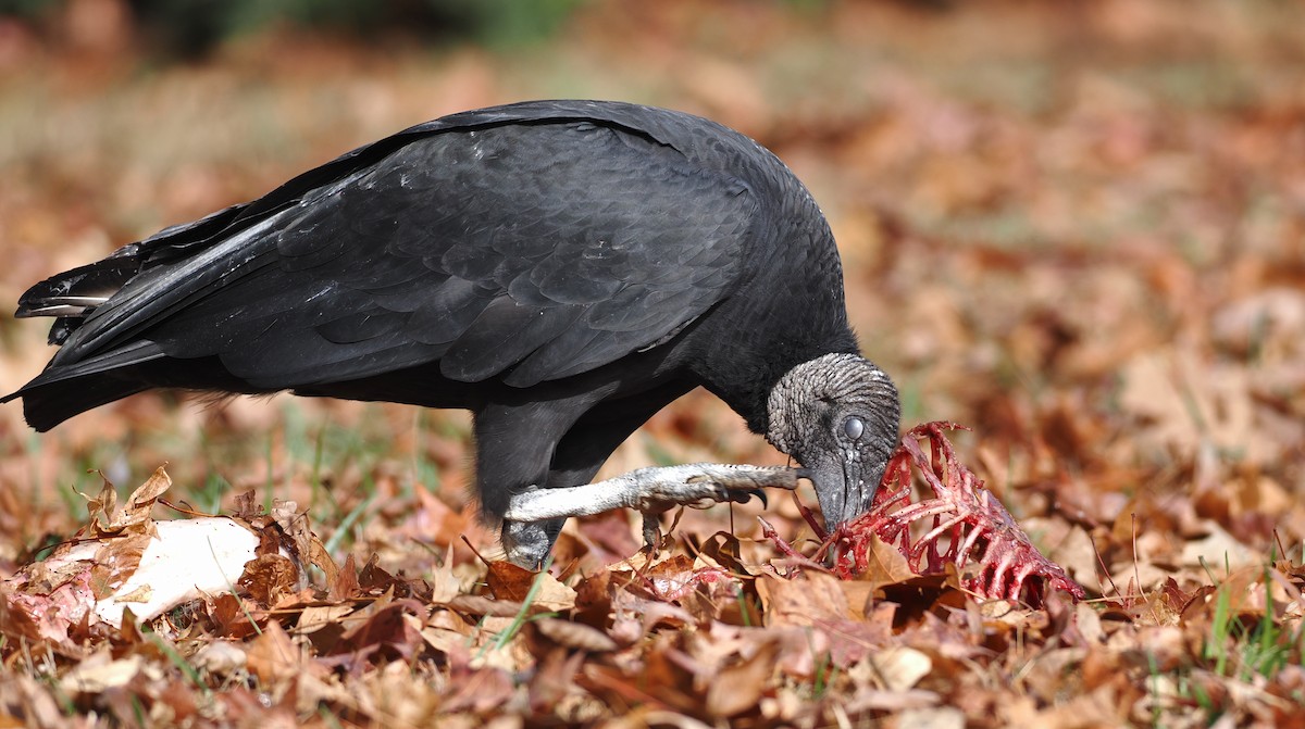 Black Vulture - ML646352093