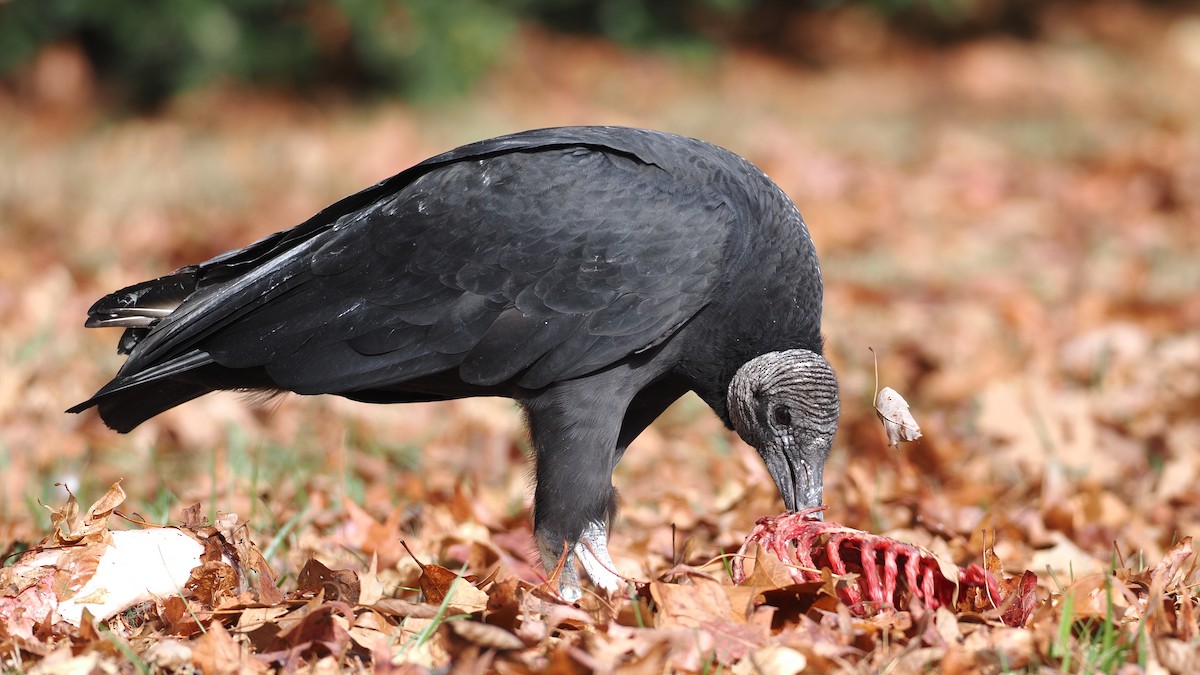 Black Vulture - ML646352094