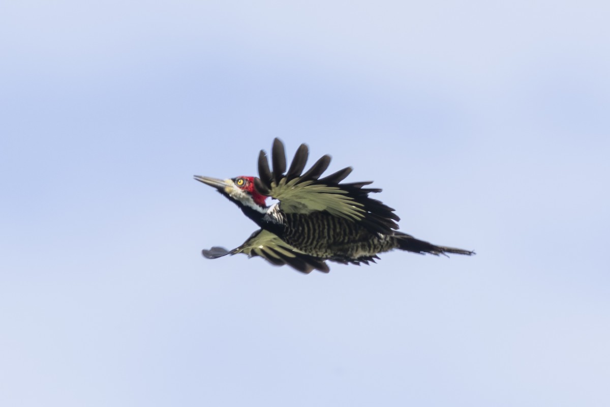 Crimson-crested Woodpecker - ML646352095