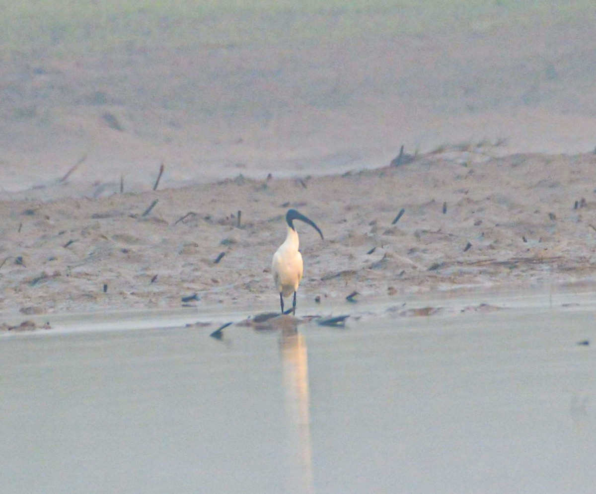 黑頭白䴉 - ML646352096