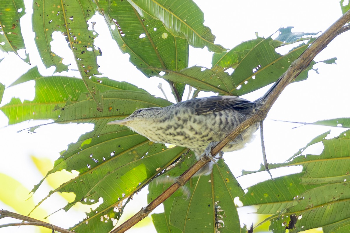 Thrush-like Wren - ML646352097