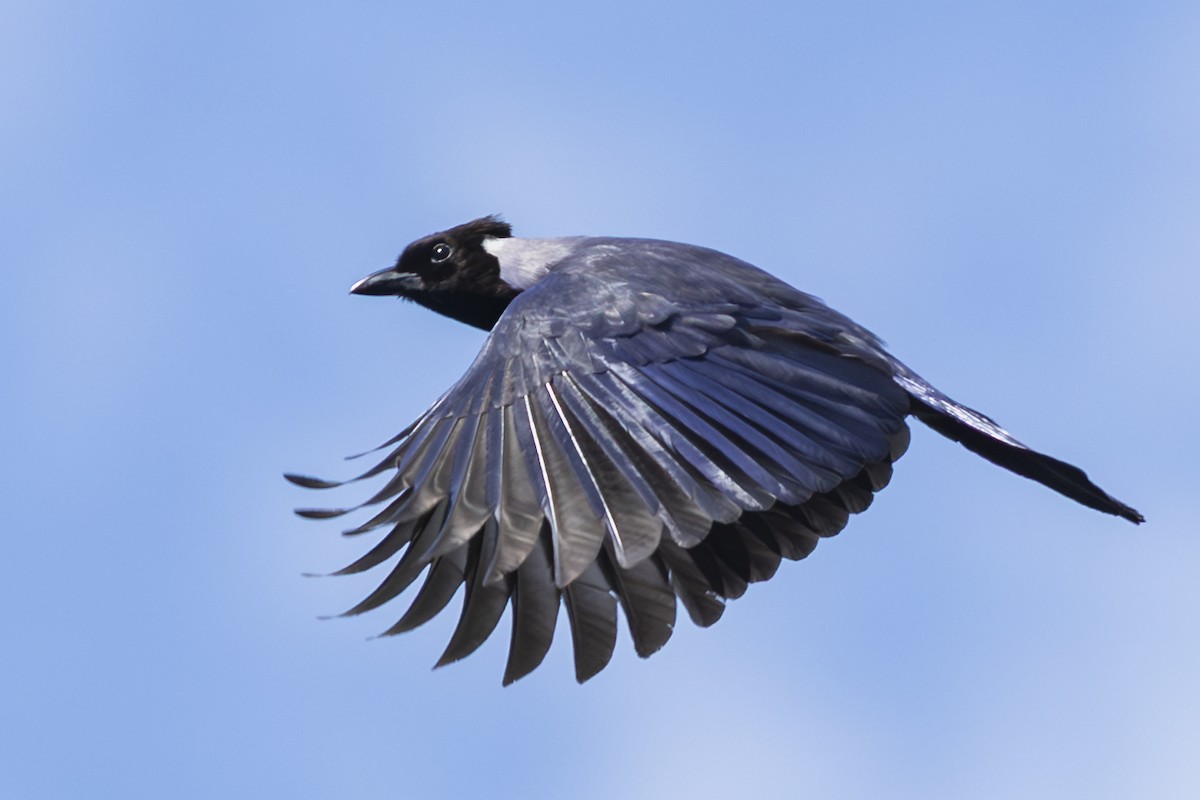 Violaceous Jay - ML646352098