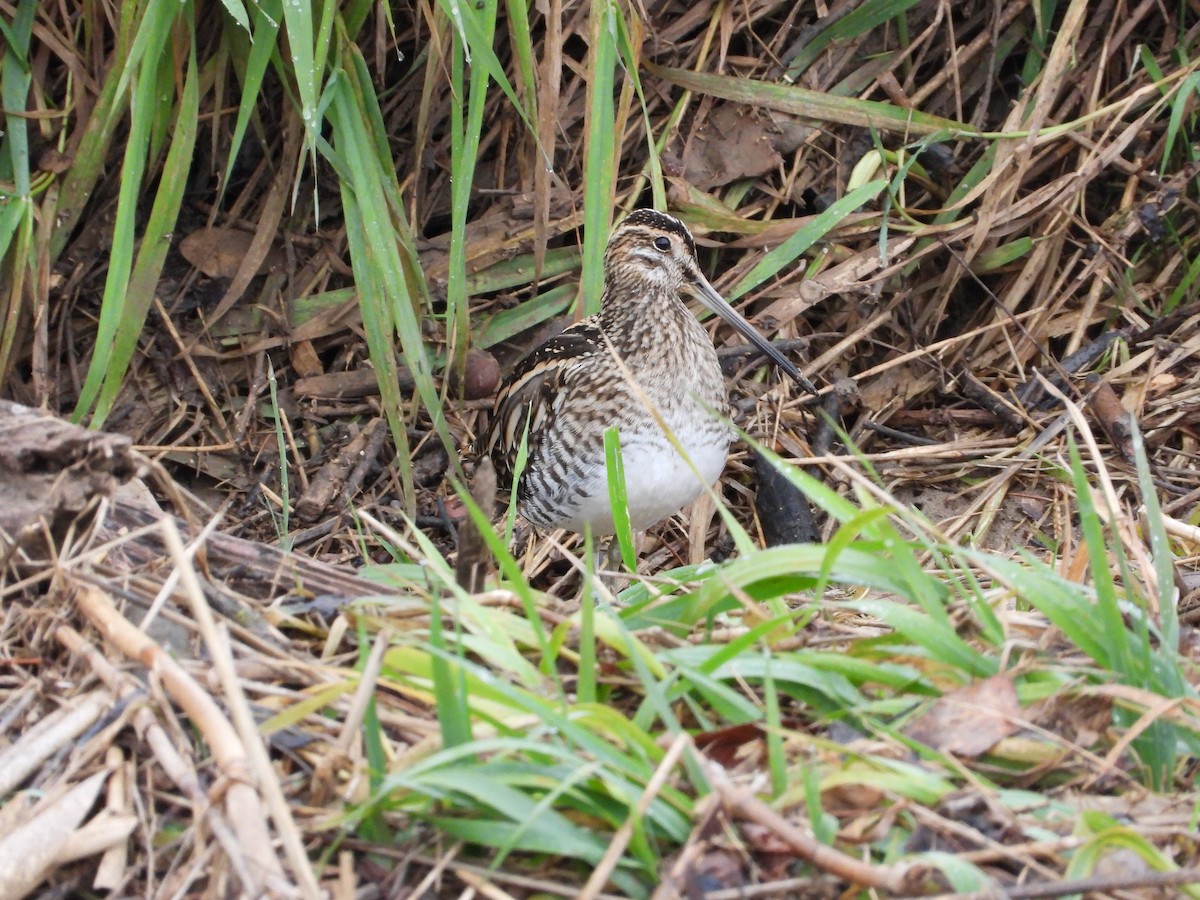 田鷸 - ML646352100