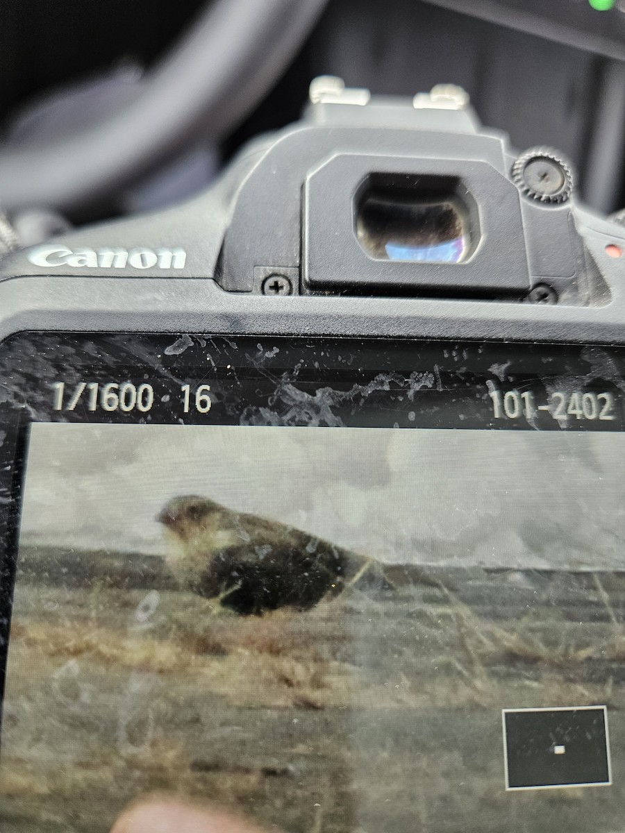 Chestnut-collared Longspur - ML646352104