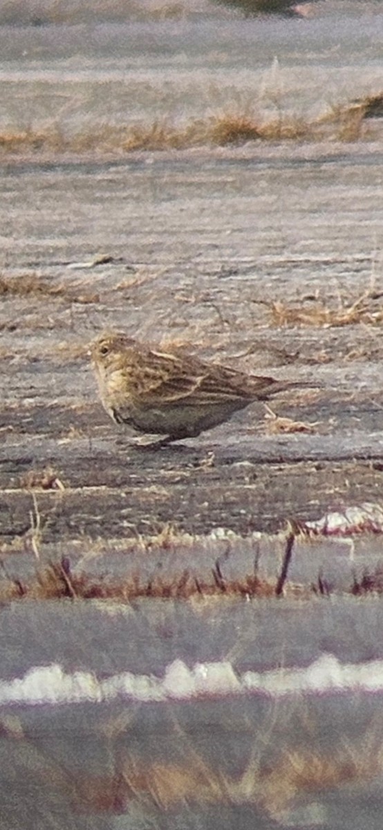 Chestnut-collared Longspur - ML646352105