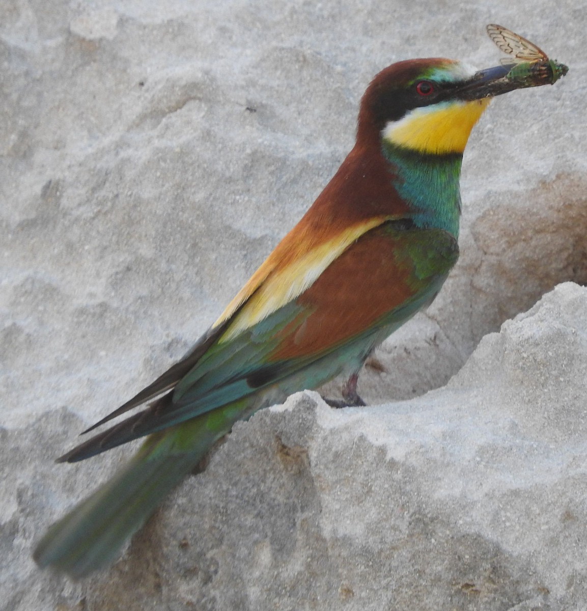 European Bee-eater - ML646352106