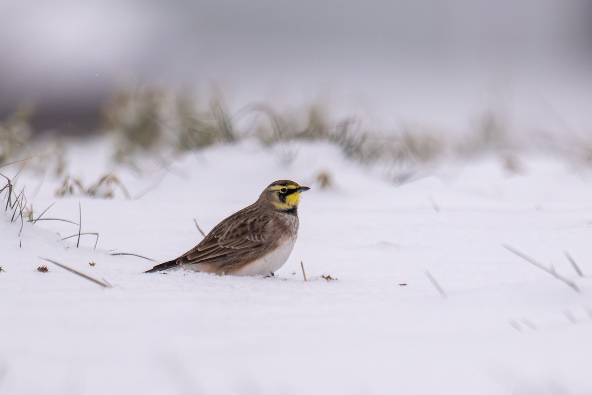 Horned Lark - ML646352107