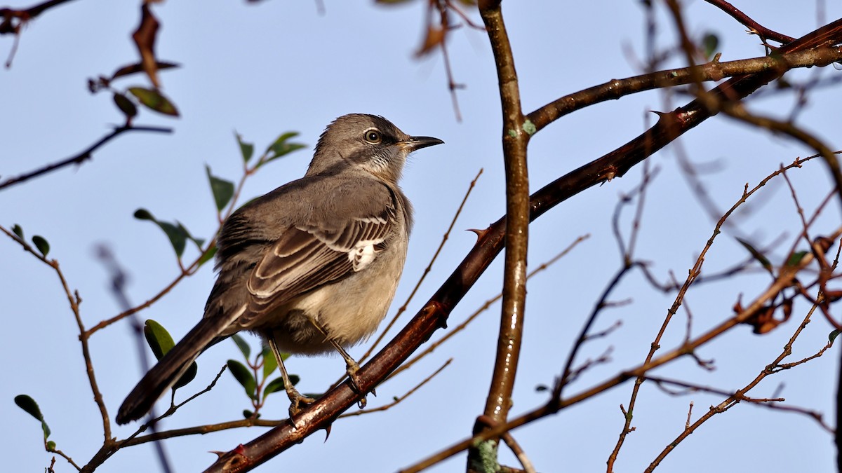 Пересмішник багатоголосий - ML646352110