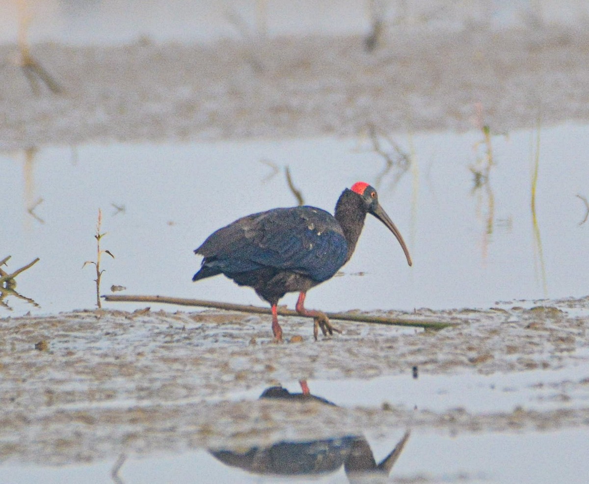 Red-naped Ibis - ML646352111