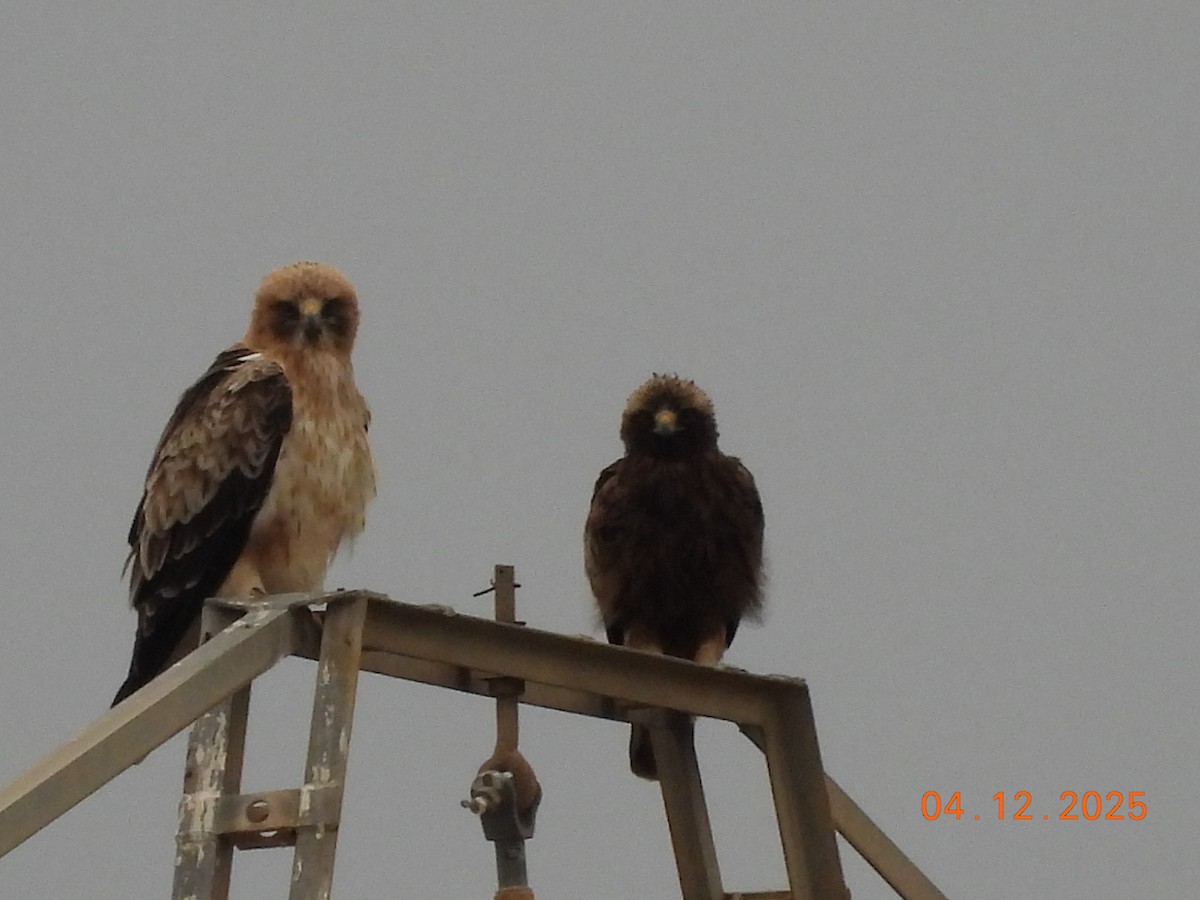 Booted Eagle - ML646352112