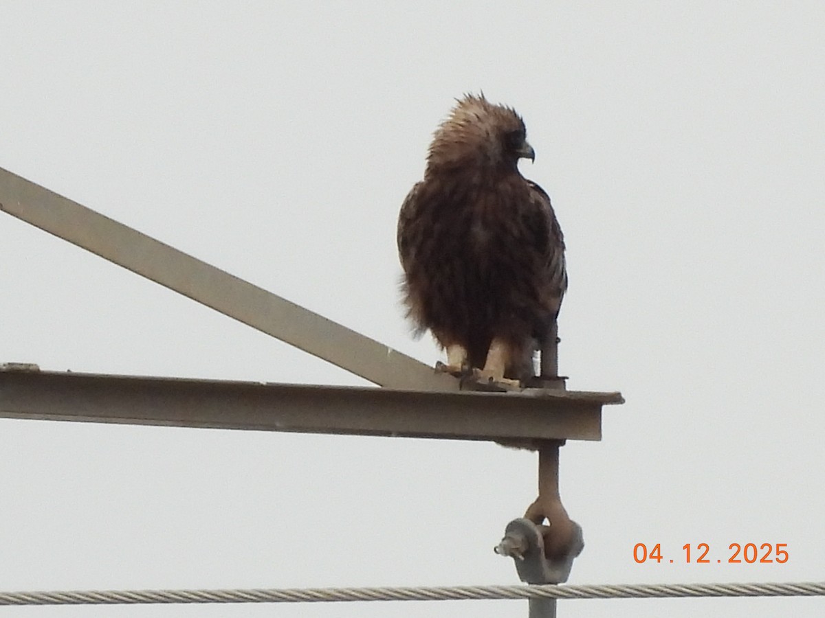 Booted Eagle - ML646352113