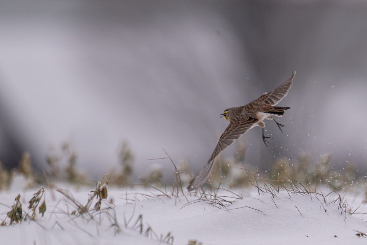 Horned Lark - ML646352114