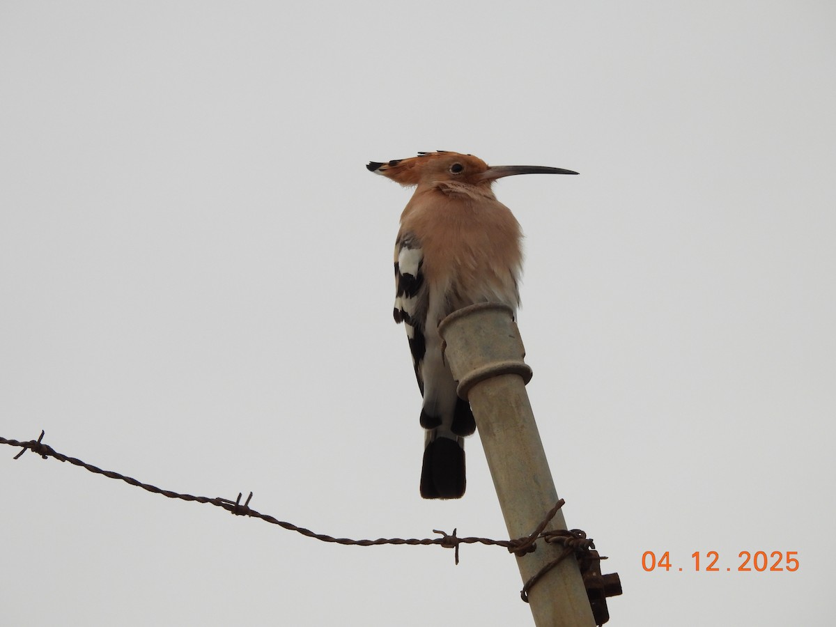 Common Hoopoe - ML646352115