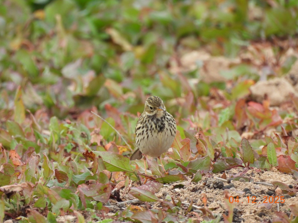 Meadow Pipit - ML646352123