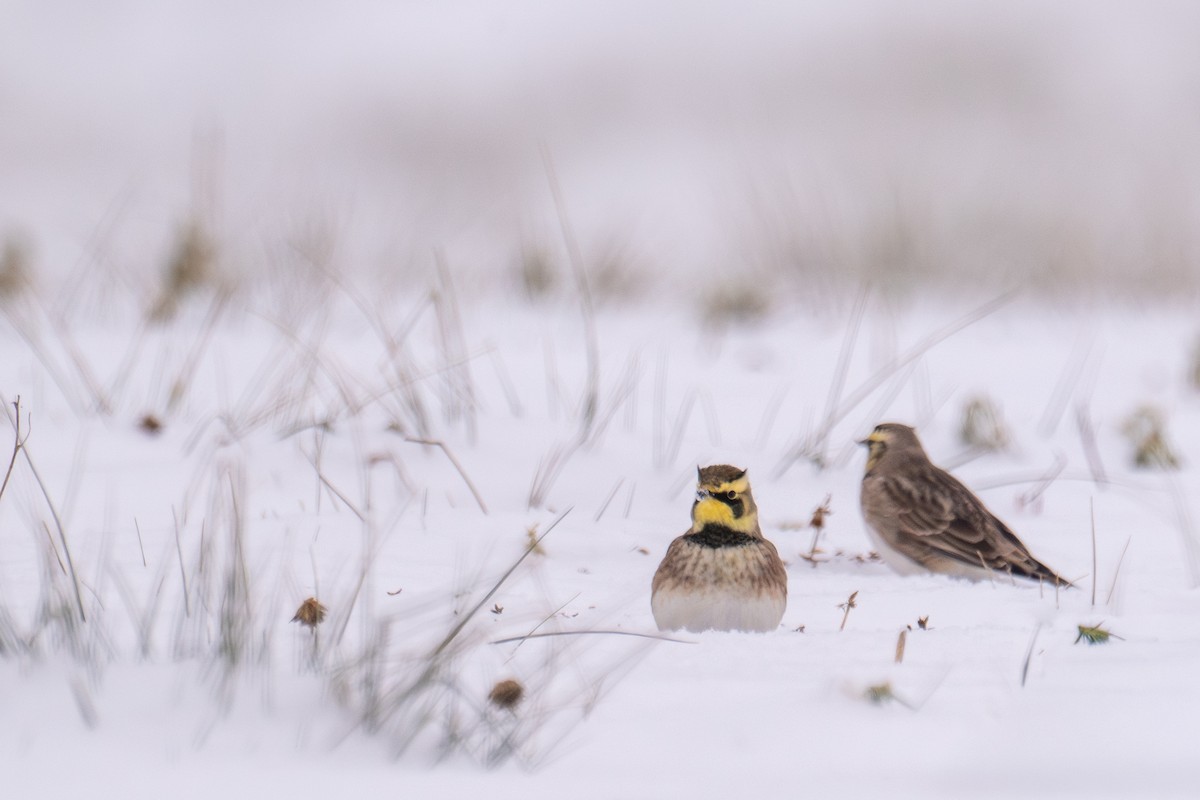 Horned Lark - ML646352126