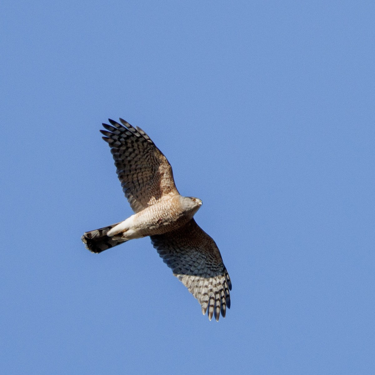 クーパーハイタカ - ML646352127